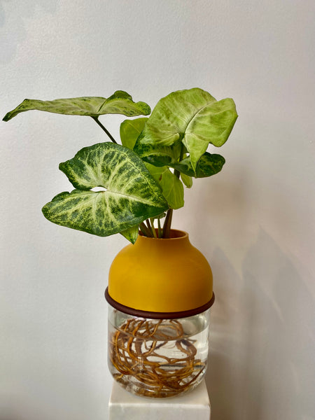 hydroculture plante intérieur